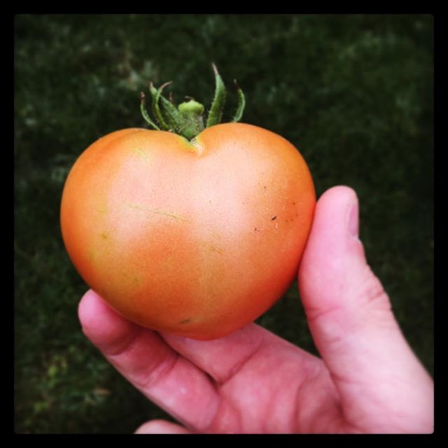 First tomato from the garden… #BurbLife