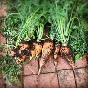 Mutant carrots. Urban garden.