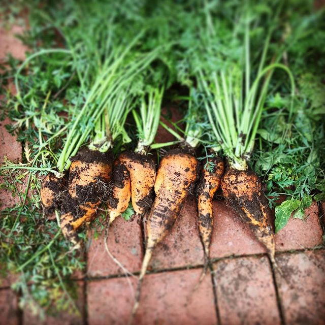 Mutant carrots. Urban garden.