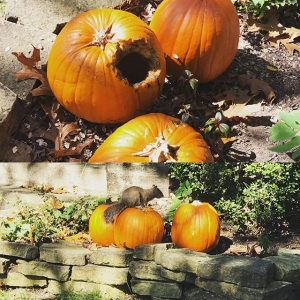 The Great Pumpkin Bandit…