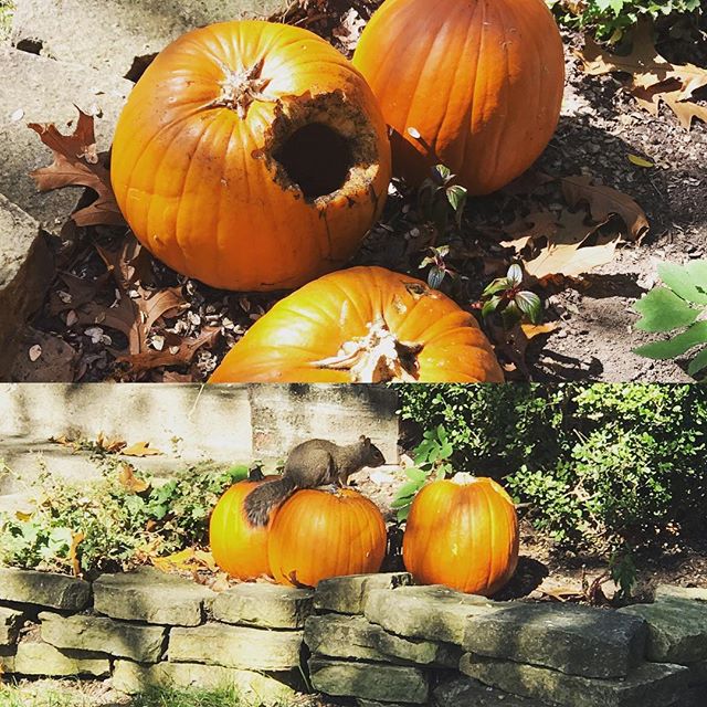 The Great Pumpkin Bandit…