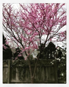 #Spring