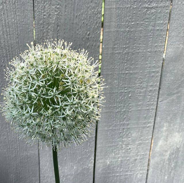 Pollen.