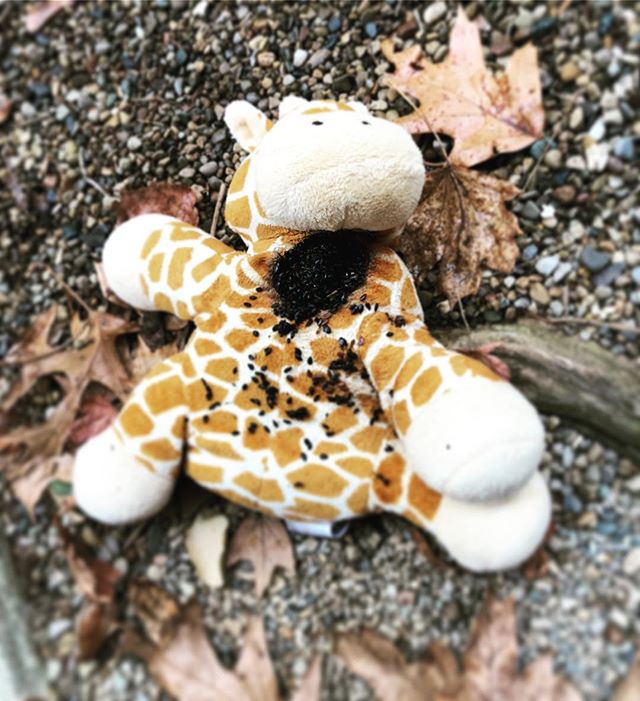 RIP Beanbag Giraffe? #SpontaneousCombustion