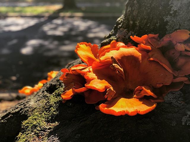 Fungi.